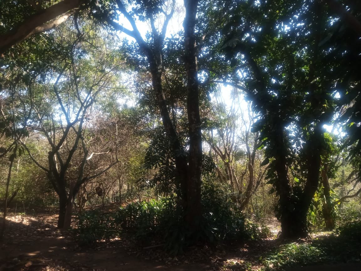 Vista do sítio na Mata da Barra