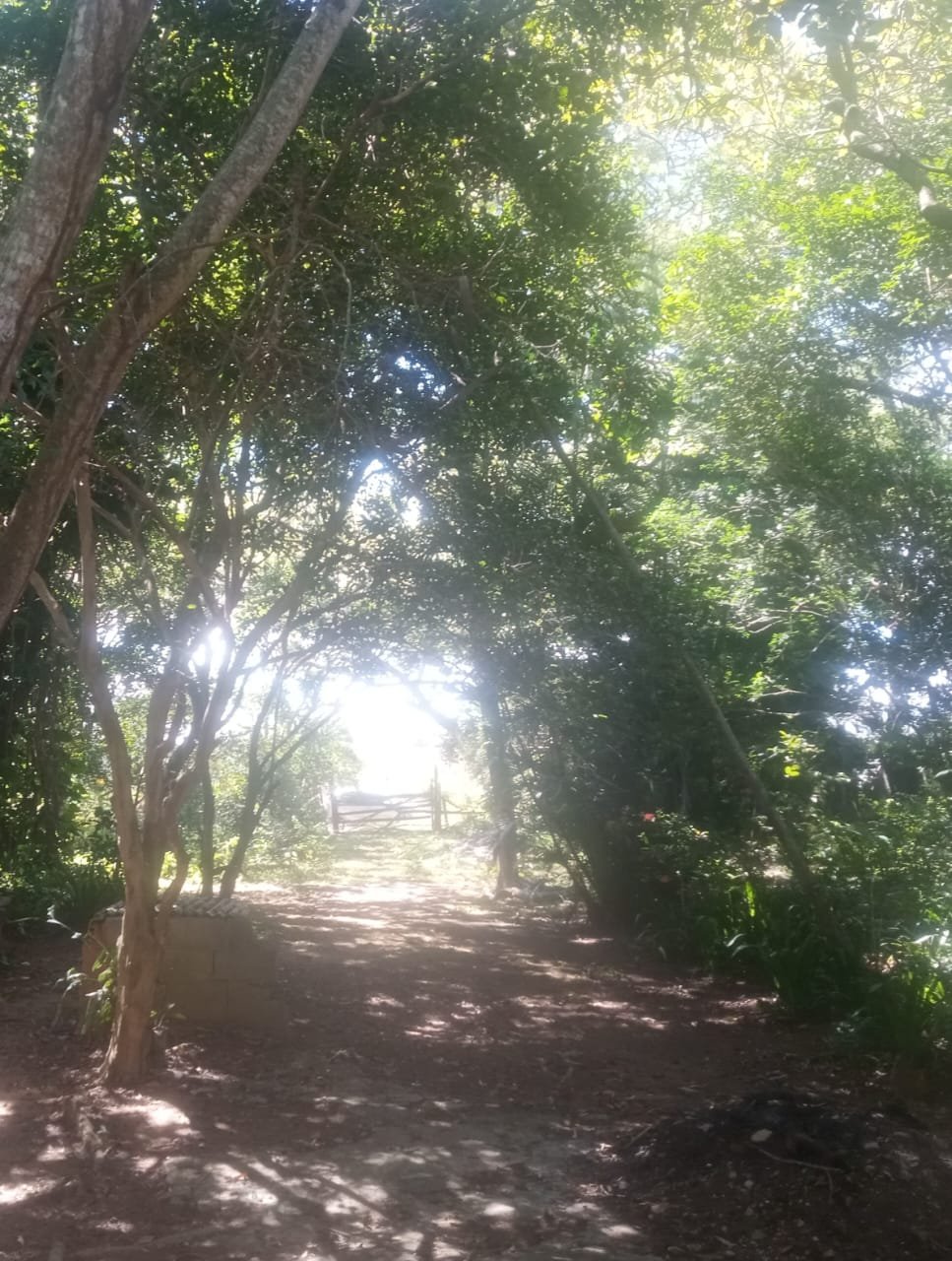 Área e relevo do sítio