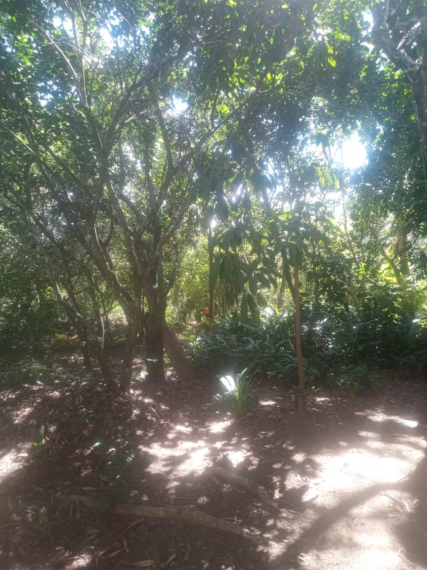 Vista da área rural e vegetação